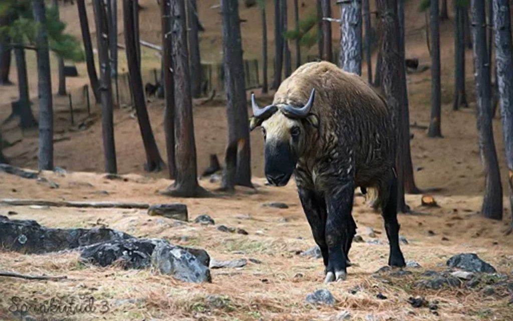 Motithang Takin Preserve