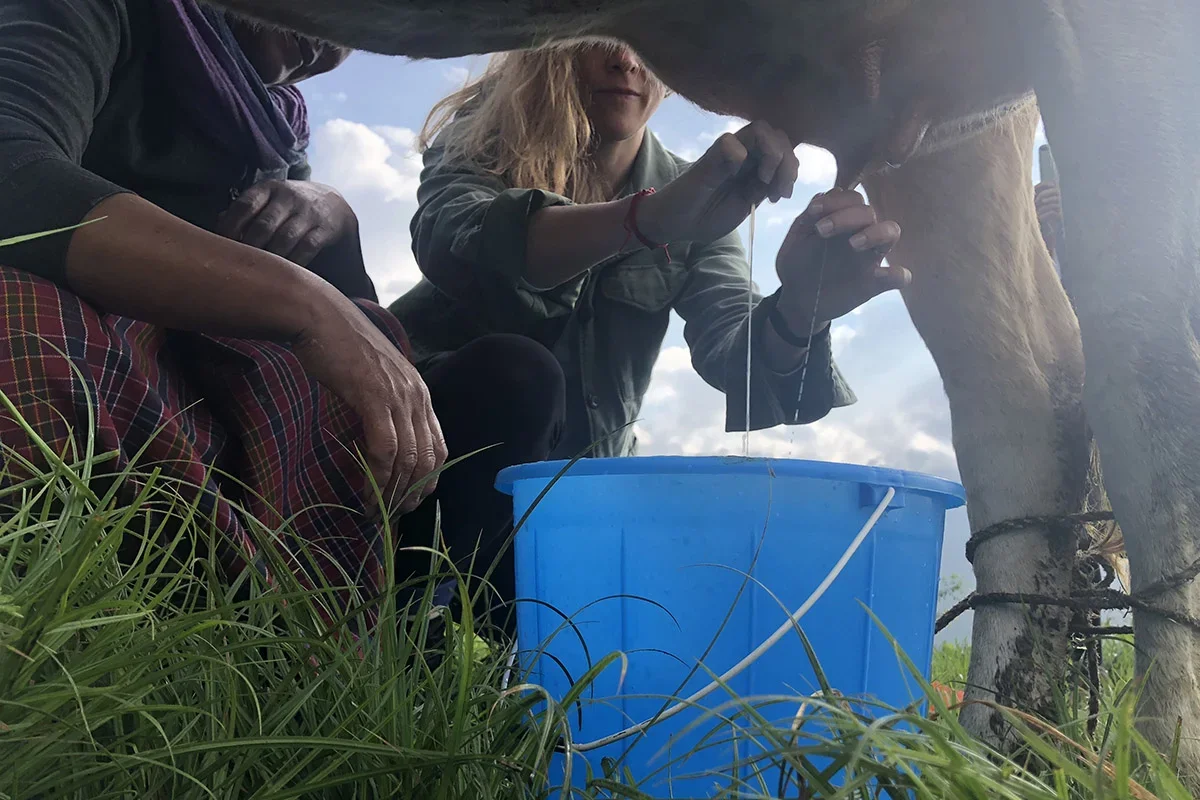 Cow Milking at a Farmhouse