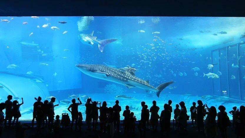 Okinawa Churaumi Aquarium